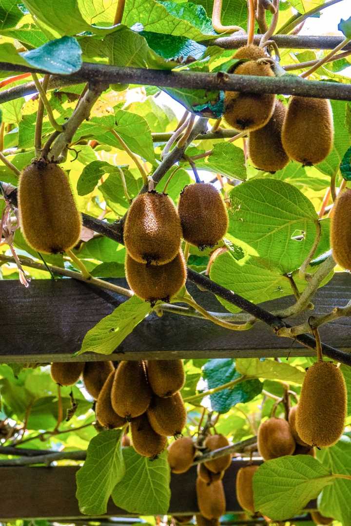 致富种植猕猴桃怎么样_种植猕猴桃前景怎么样_种植猕猴桃致富