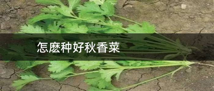 香菜秋季种植方法和时间_香菜夏季种植技术视频_秋香菜的种植技术