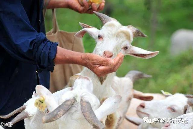 肉羊高效养殖技术书_全套养殖肉羊技术有哪些_肉羊养殖全套技术