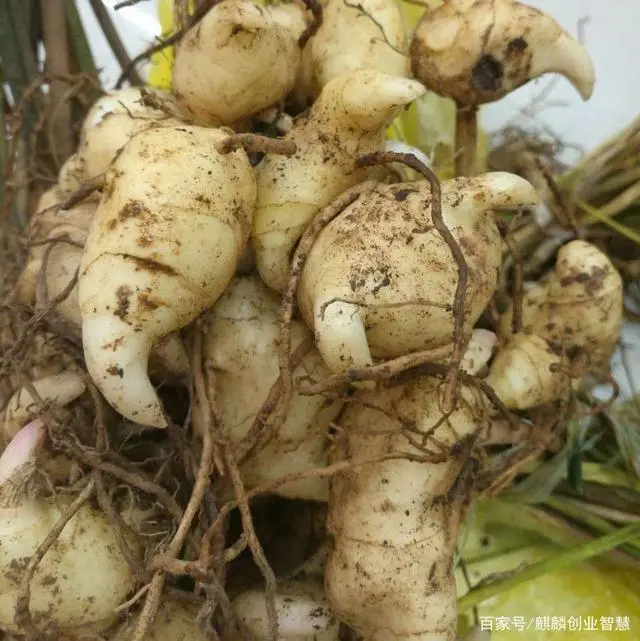 致富种植收购项目名称_致富种植收购项目怎么样_种植致富项目收购