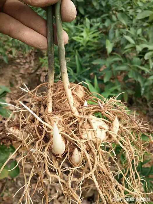 致富种植收购项目怎么样_种植致富项目收购_致富种植收购项目名称