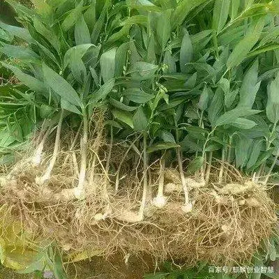 致富种植收购项目名称_致富种植收购项目怎么样_种植致富项目收购