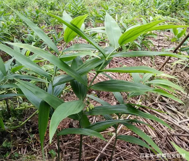 致富种植收购项目名称_种植致富项目收购_致富种植收购项目怎么样