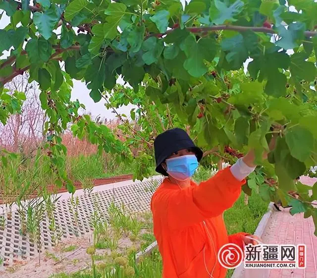 新疆种沙桑树致富经_新疆种植桑葚吗_新疆桑树品种