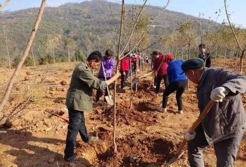 农村有地不种，兴起“栽树热”，真的能致富吗？老农的回答很现实