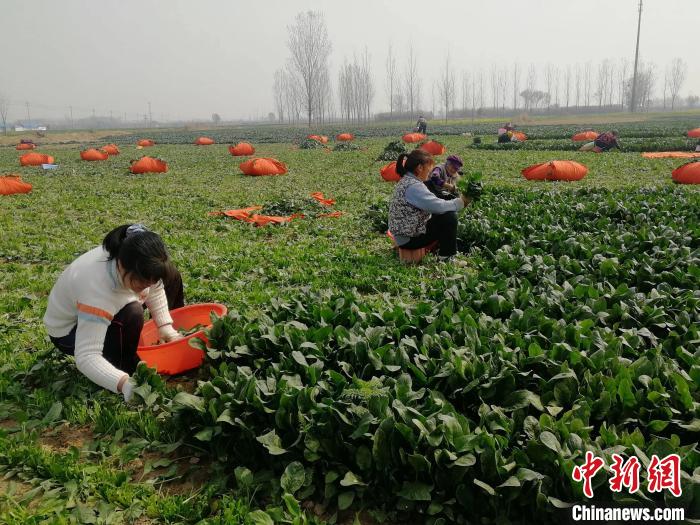 图为工人正在采收菠菜。　定陶融媒体中心供图