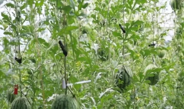 濮阳种植什么最赚钱农村_河南濮阳种植什么药材最好_河南濮阳种植致富