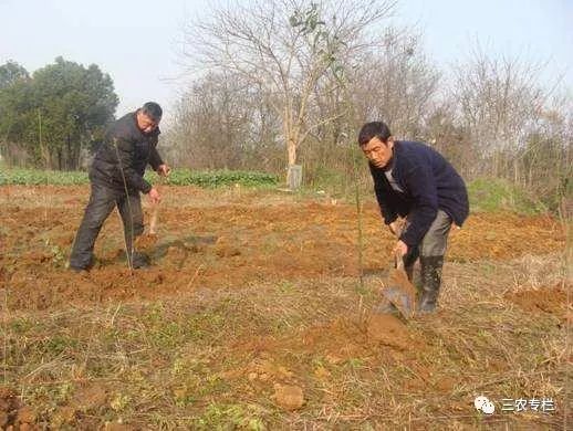 农村种植致富地点_农村致富种植项目_几个有前景的农村种植致富项目