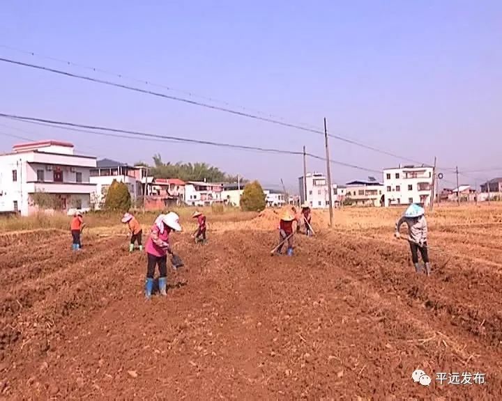 农村种植致富地点_农村致富新项目种植_几个有前景的农村种植致富项目