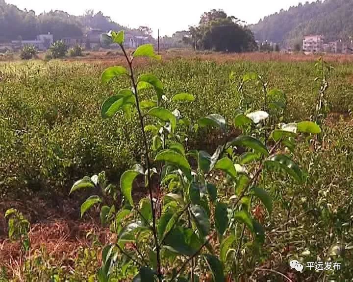 农村种植致富地点_农村致富新项目种植_几个有前景的农村种植致富项目