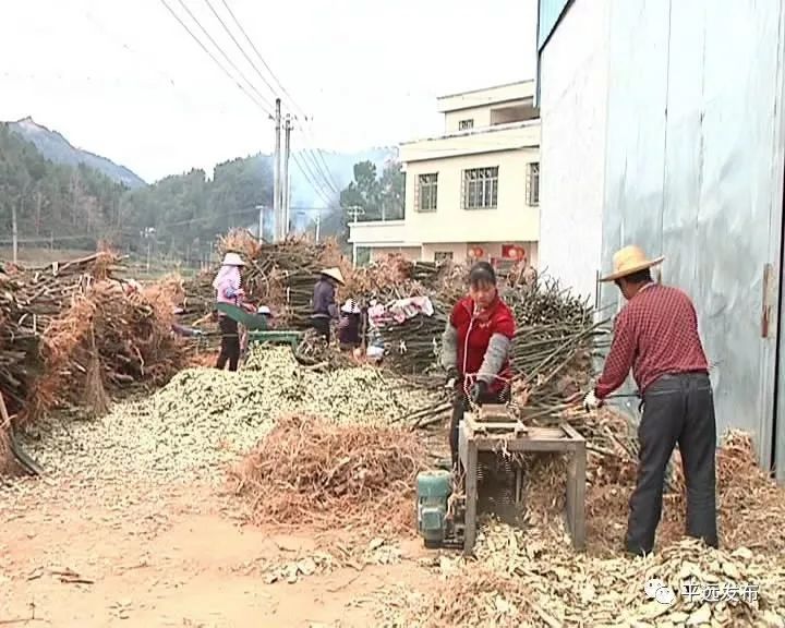 农村种植致富地点_几个有前景的农村种植致富项目_农村致富新项目种植