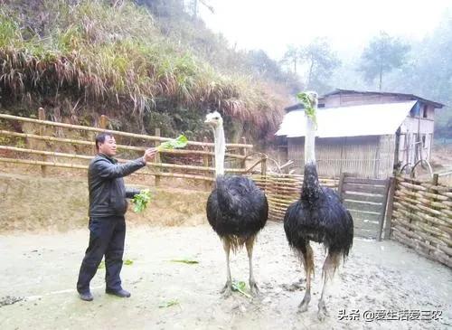 室内养植致富项目_室内致富养殖_致富养殖视频