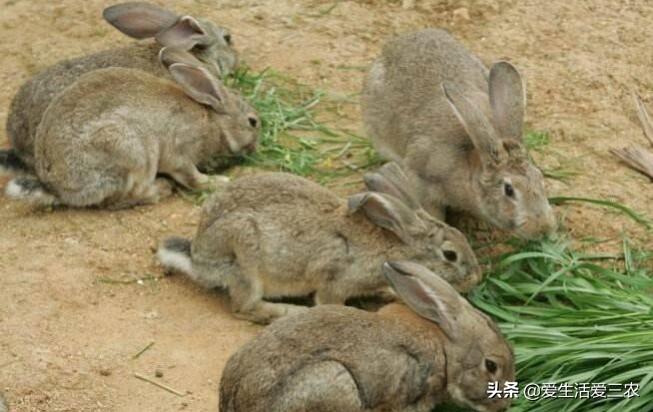 致富养殖视频_室内养植致富项目_室内致富养殖