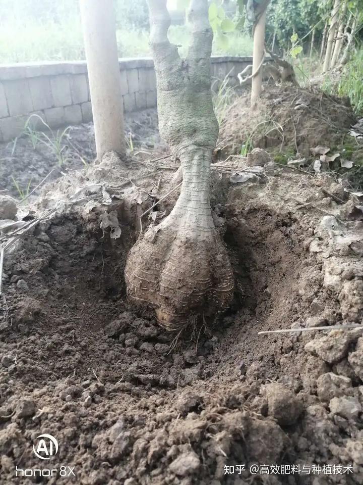 葛根种植合作骗局_葛根种植带动群众致富_致富经葛根种植视频