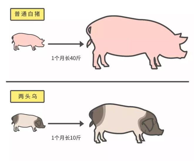 金华猪养殖基地_致富经金华猪养殖_金华猪养殖技术要点