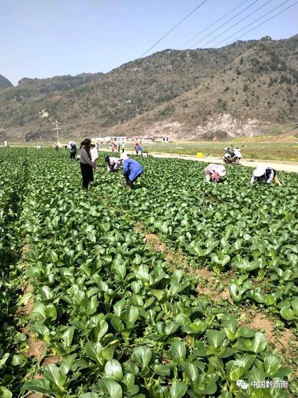 蔬菜种植   致富_致富蔬菜种植方法_种蔬菜致富经