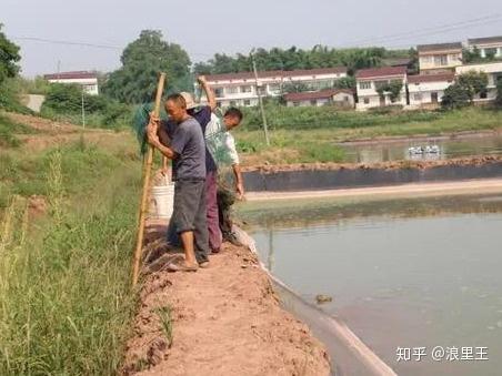 淡水养出海味！小山村里成功产出南美白对虾，一年养两茬？