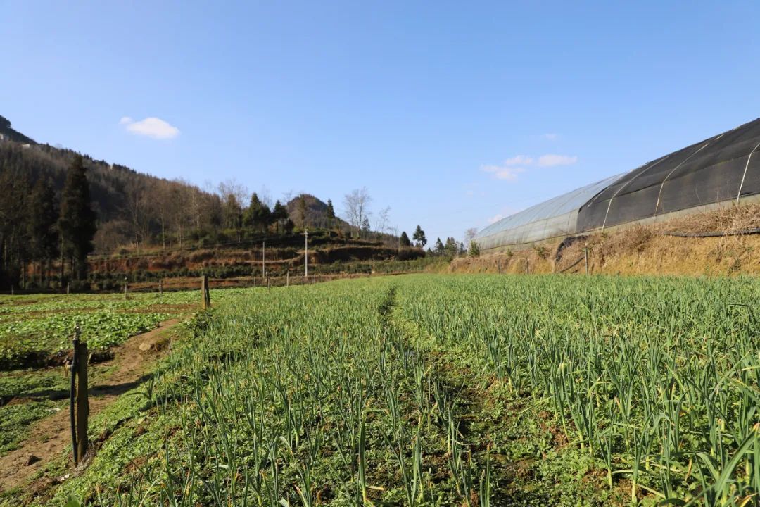 走向乡村振兴 | 毕节高新区（金海湖新区）竹园乡：大力发展蔬菜产业 铺就绿色致富