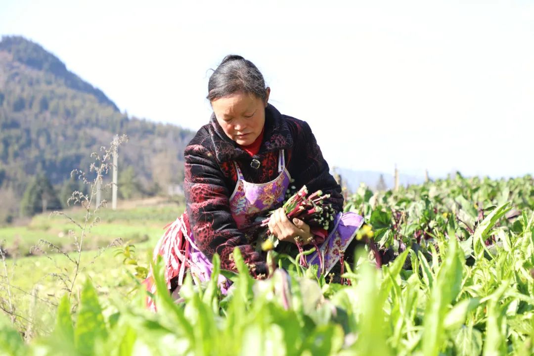 致富蔬菜种植技术视频_蔬菜种植   致富_致富蔬菜种植方法