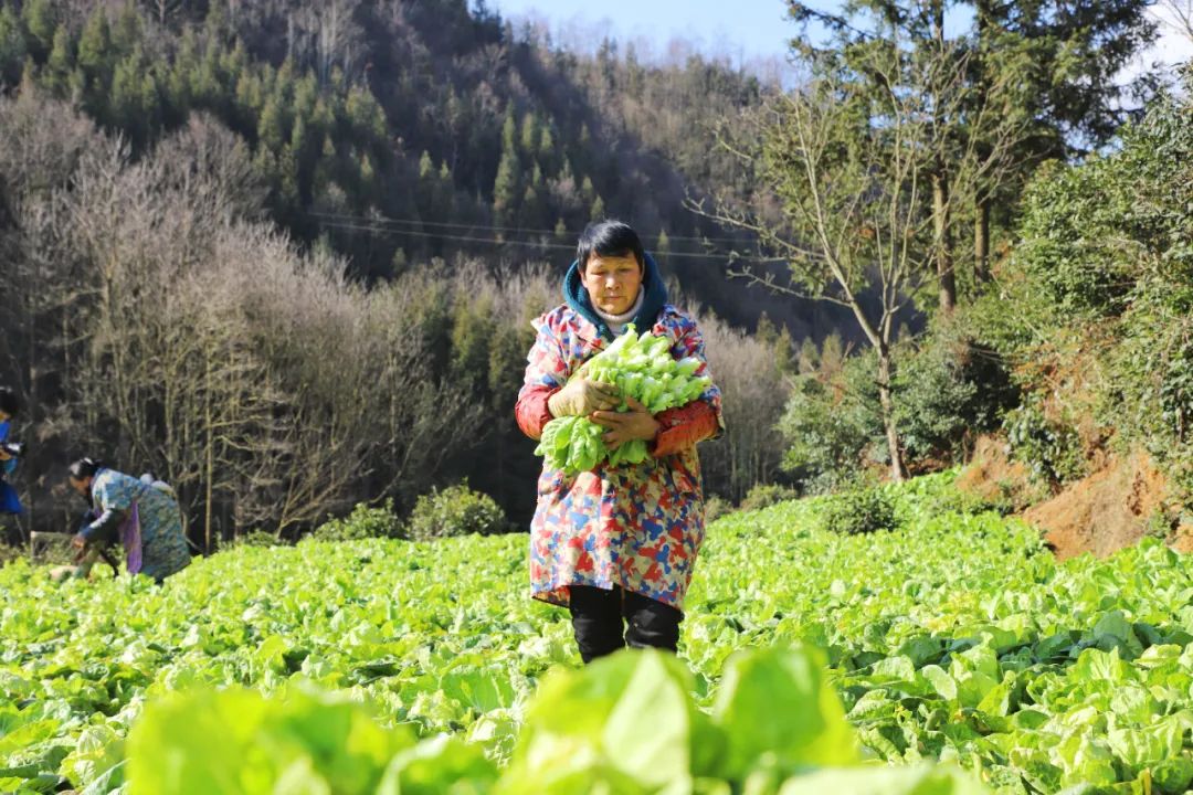 致富蔬菜种植技术视频_蔬菜种植   致富_致富蔬菜种植方法