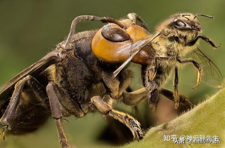 马蜂养殖视频致富经_养殖马蜂赚钱吗_视频致富养殖马蜂是真的吗