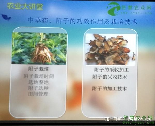 中草药：附子的功效作用及栽培技术