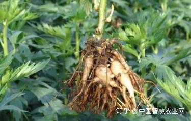 种植释迦果的注意事项_怎么种植释迦果的种子_释迦子怎么种植技术