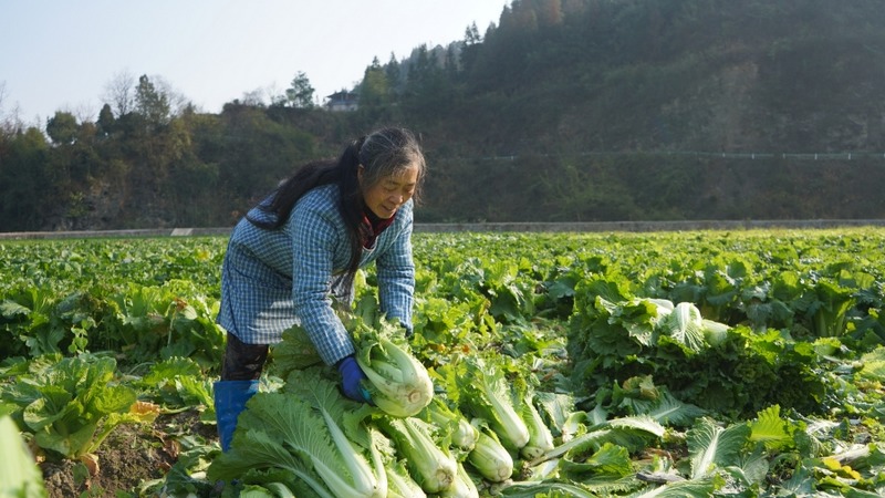 村民边孙菊正在整理白菜。