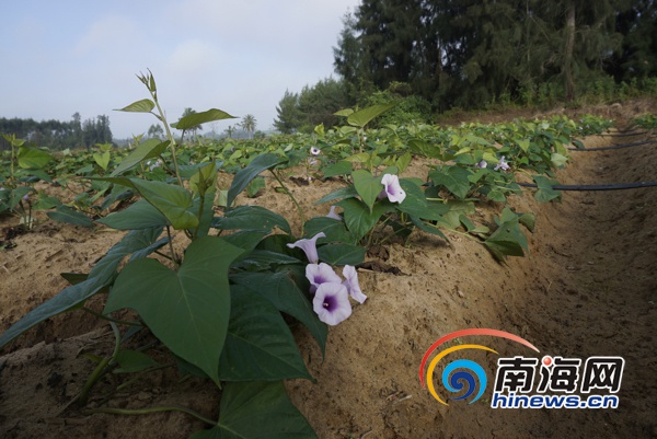 食用地瓜叶的种植技术视频_在家种地瓜叶_地瓜叶种植致富