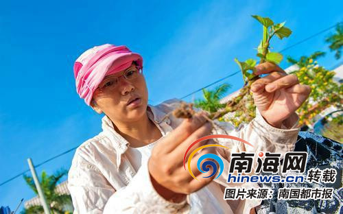 地瓜叶种植致富_食用地瓜叶的种植技术视频_在家种地瓜叶