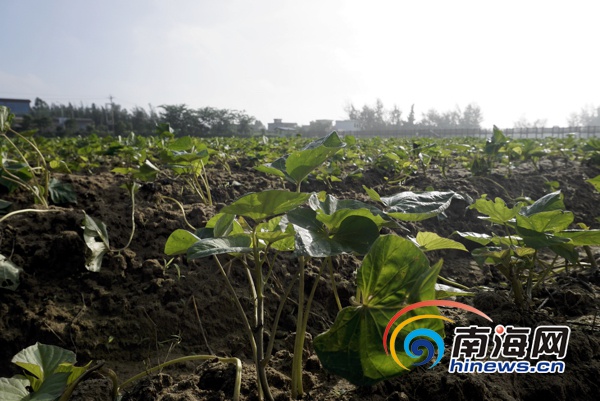 地瓜叶种植致富_在家种地瓜叶_食用地瓜叶的种植技术视频