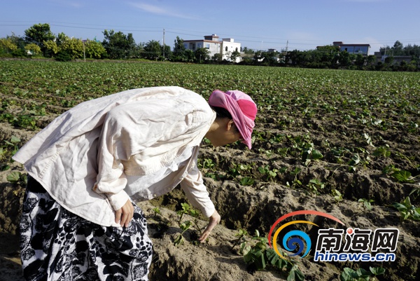 地瓜叶种植致富_食用地瓜叶的种植技术视频_在家种地瓜叶