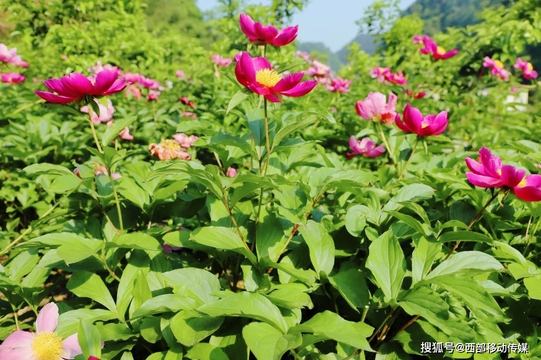 种植致富新项目_种植致富经_致种植致富