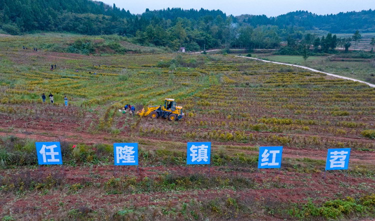 四川蓬溪：“苕”出一条乡村致富路