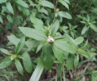 释迦子怎么种植_种植释迦果全部过程_释迦子怎么种植技术