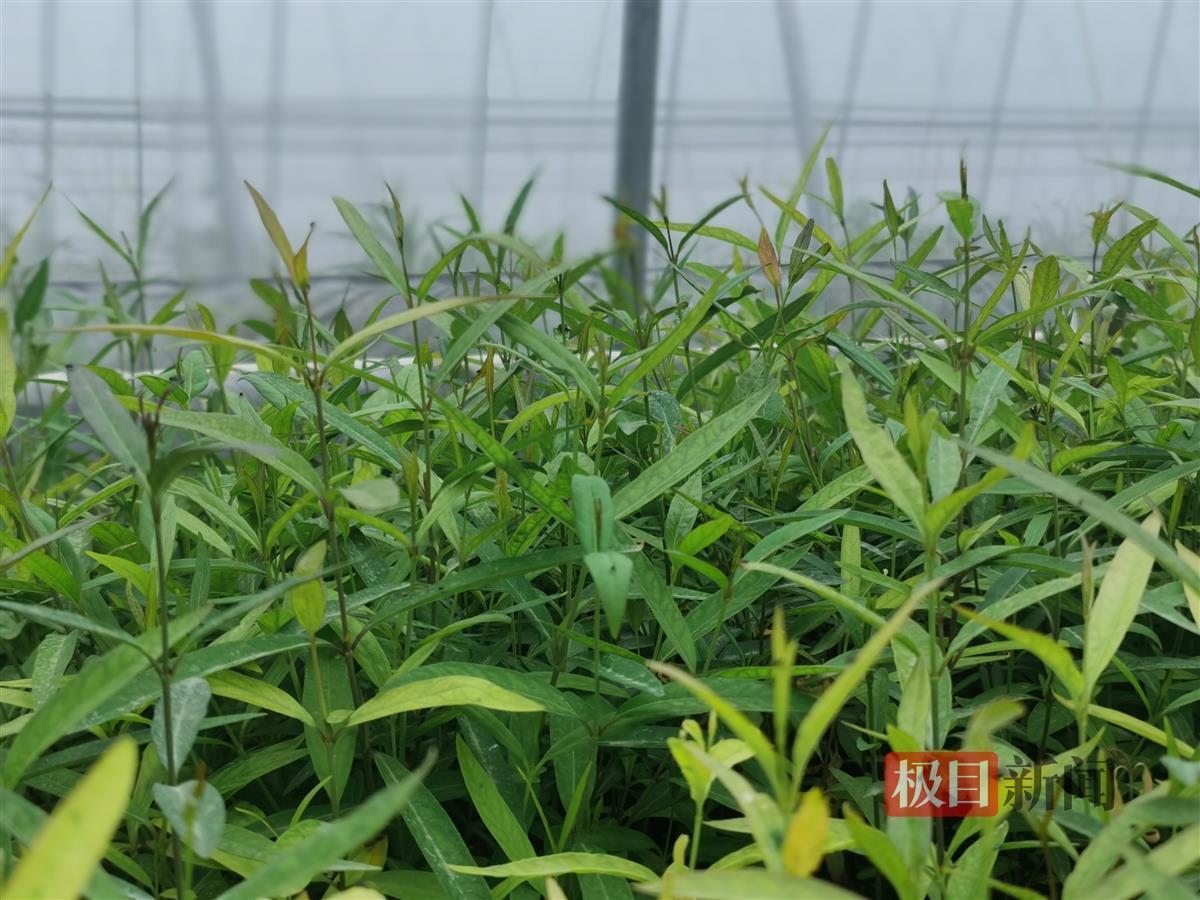 泽泻种植前景_种植泽泻 致富增收_泽泻的种植条件和技术