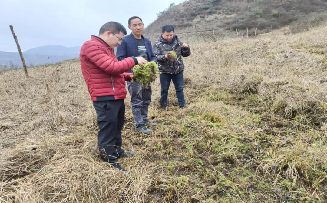 致富种植水苔图片_水苔种植致富_水苔种植致富经