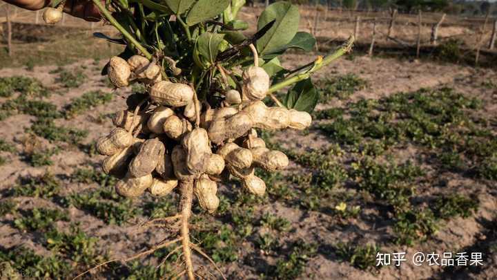 花生致富种植技术视频_花生种植如何致富_花生种植效益