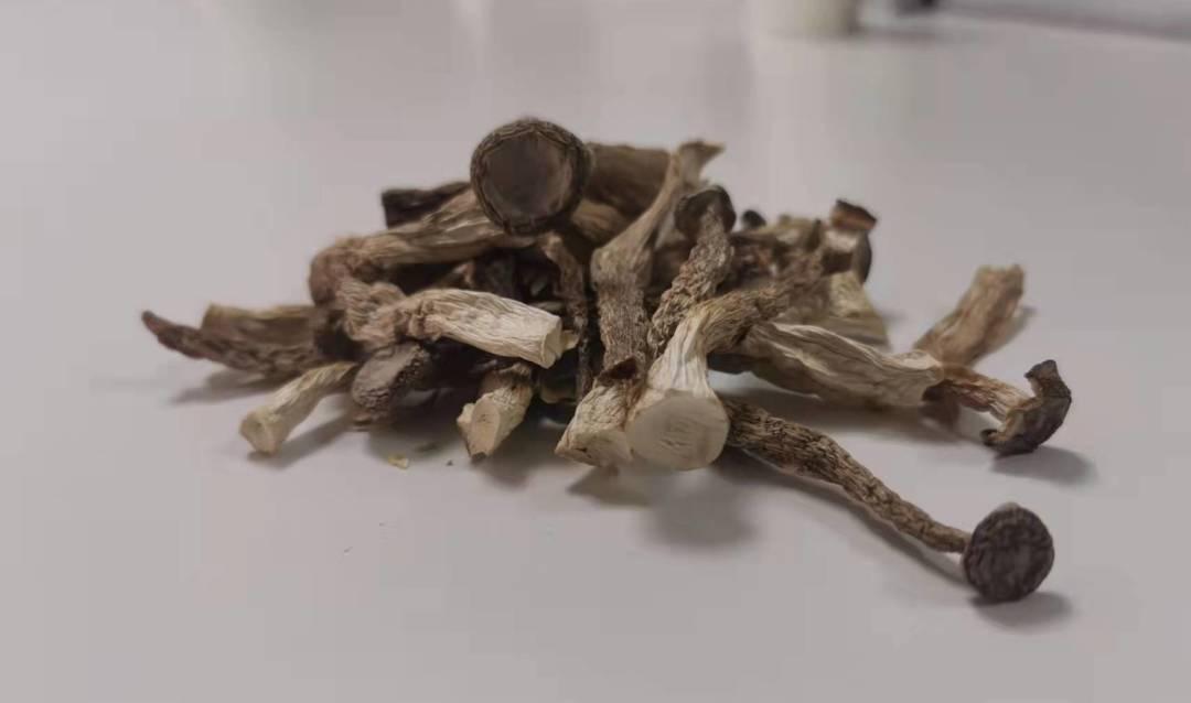 为什么松茸和鹿茸菇这么贵？