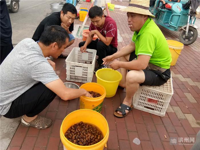 cctv7养羊致富案例视频_cctv7 致富经全集金蝉_致富经金蝉养殖视频完全版