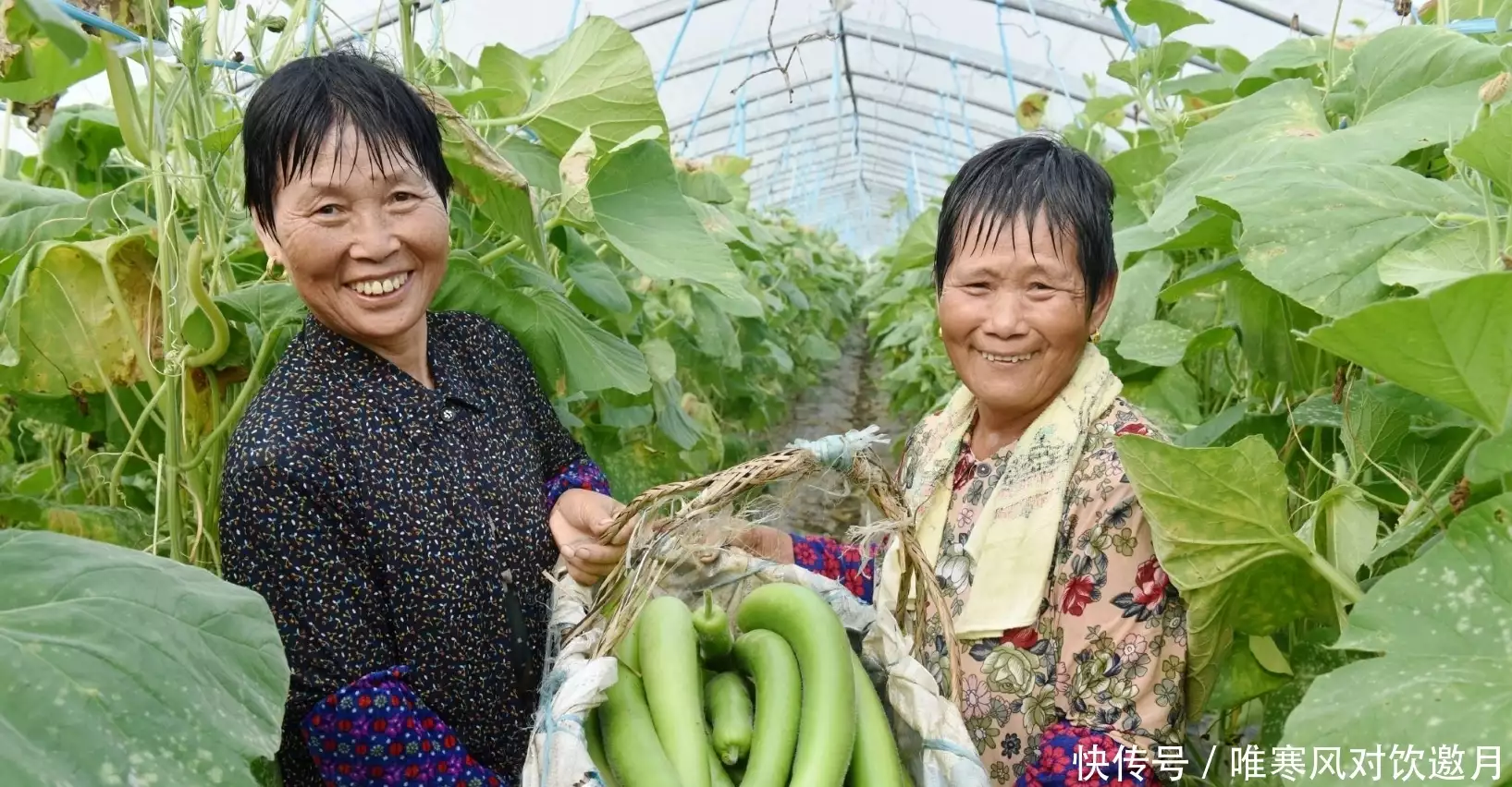 九大蔬菜种植技术，学到手完成三农致富播报文章