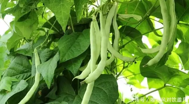 阳台花果种植技术_阳台种植花果技术视频_阳台种植花果技术要求