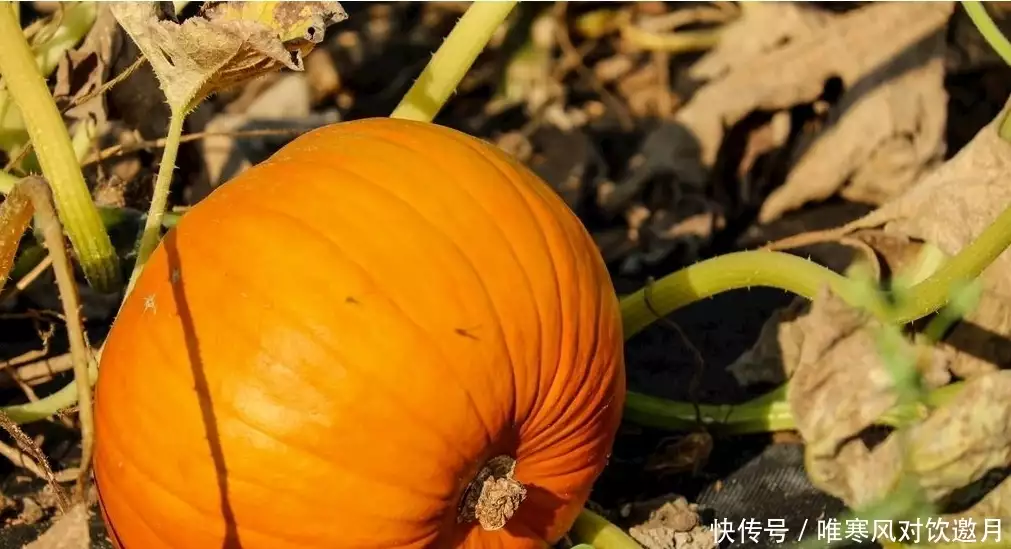 阳台种植花果技术要求_阳台种植花果技术视频_阳台花果种植技术