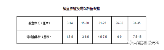 山东鳜鱼养殖技术_养殖山东鳜鱼技术视频_养殖山东鳜鱼技术与管理