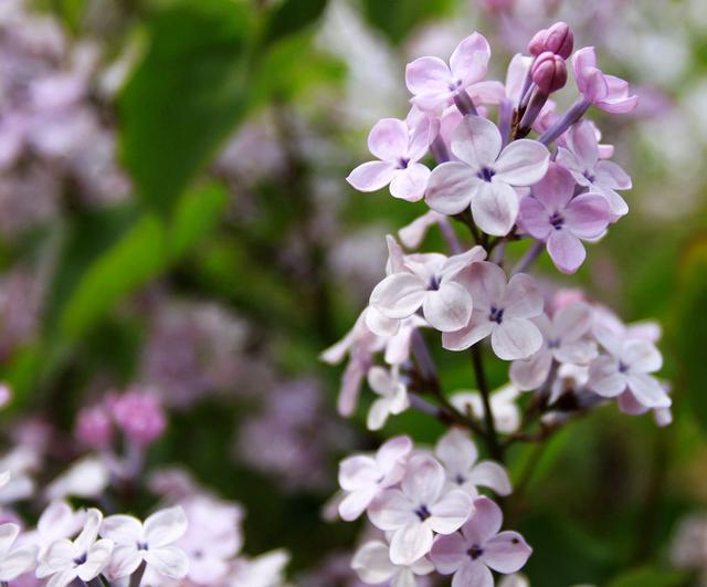 丁香花开是几月 丁香花什么时候开