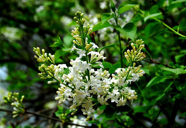 丁香花开是几月 丁香花什么时候开