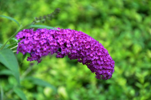 丁香花开是几月 丁香花什么时候开