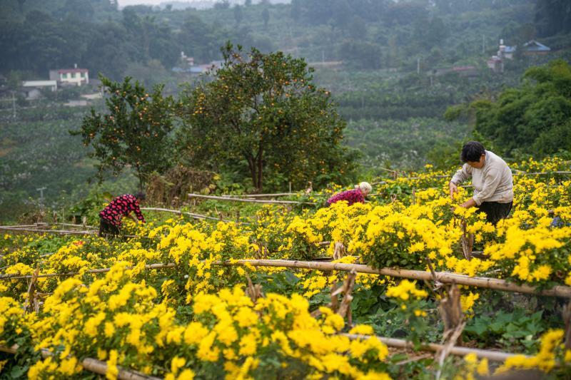 地瓜叶种植致富_在家种地瓜叶_地瓜叶种植技术南方蔬菜