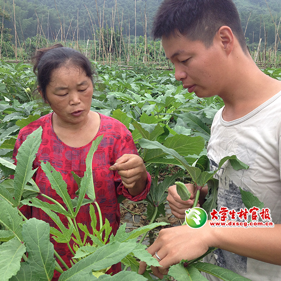 致富经野菜种植_种野菜致富的陷阱_农业种植致富野菜