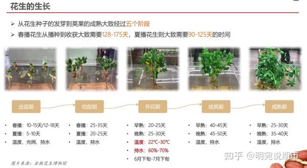 花生种植效益_花生致富种植方法_花生种植如何致富